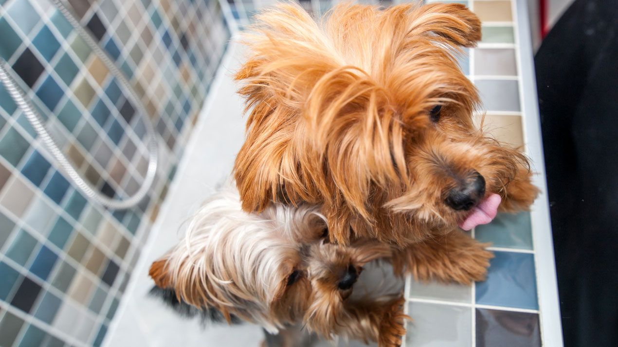 yorki