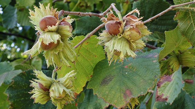 planta avellano comun