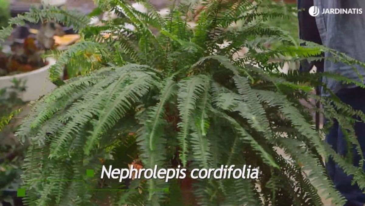 Nephrolepis cordifolia