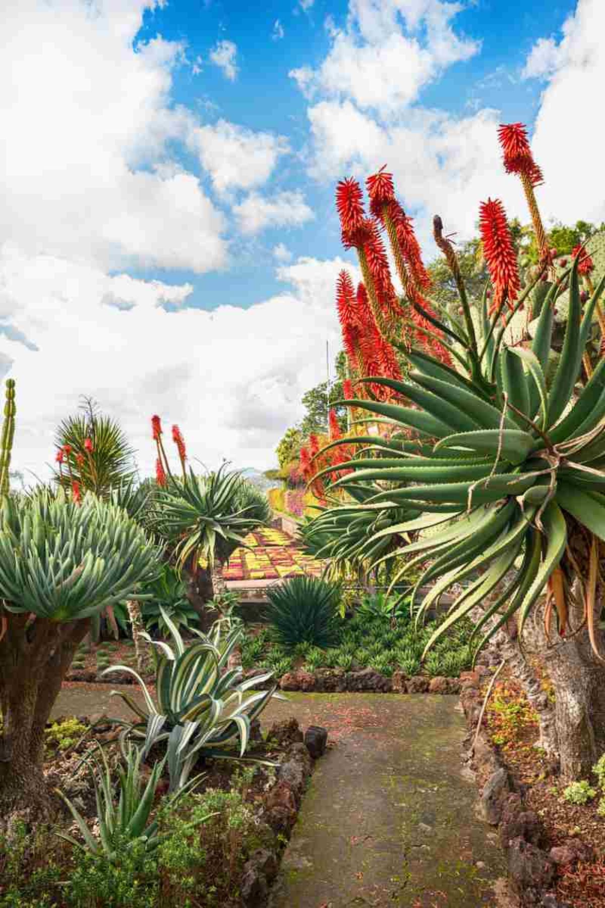 Aloe arborescens.