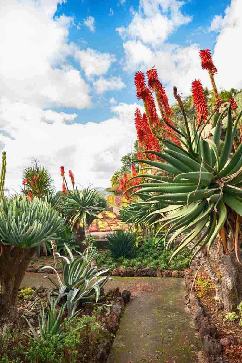 Aloe arborescens.