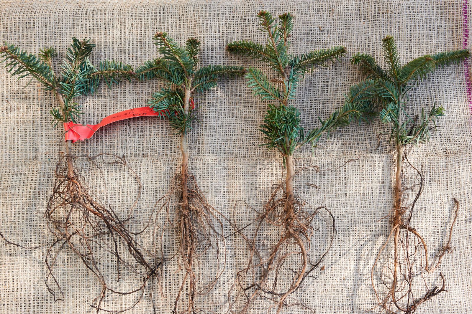 Injertos en coníferas