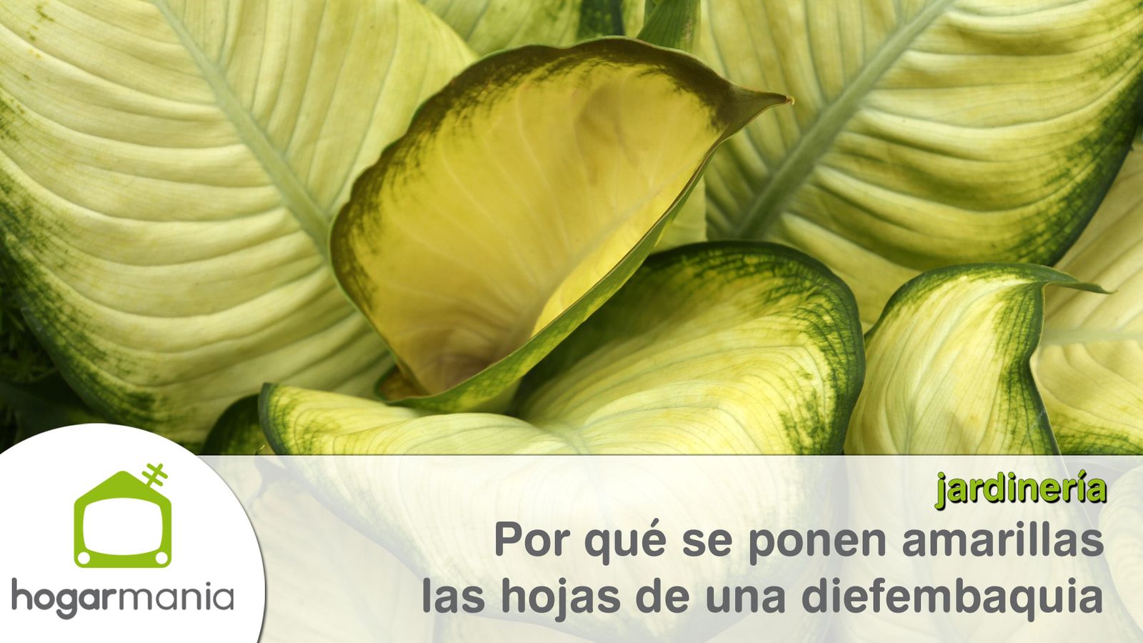 diefembaquia hojas amarillas xl