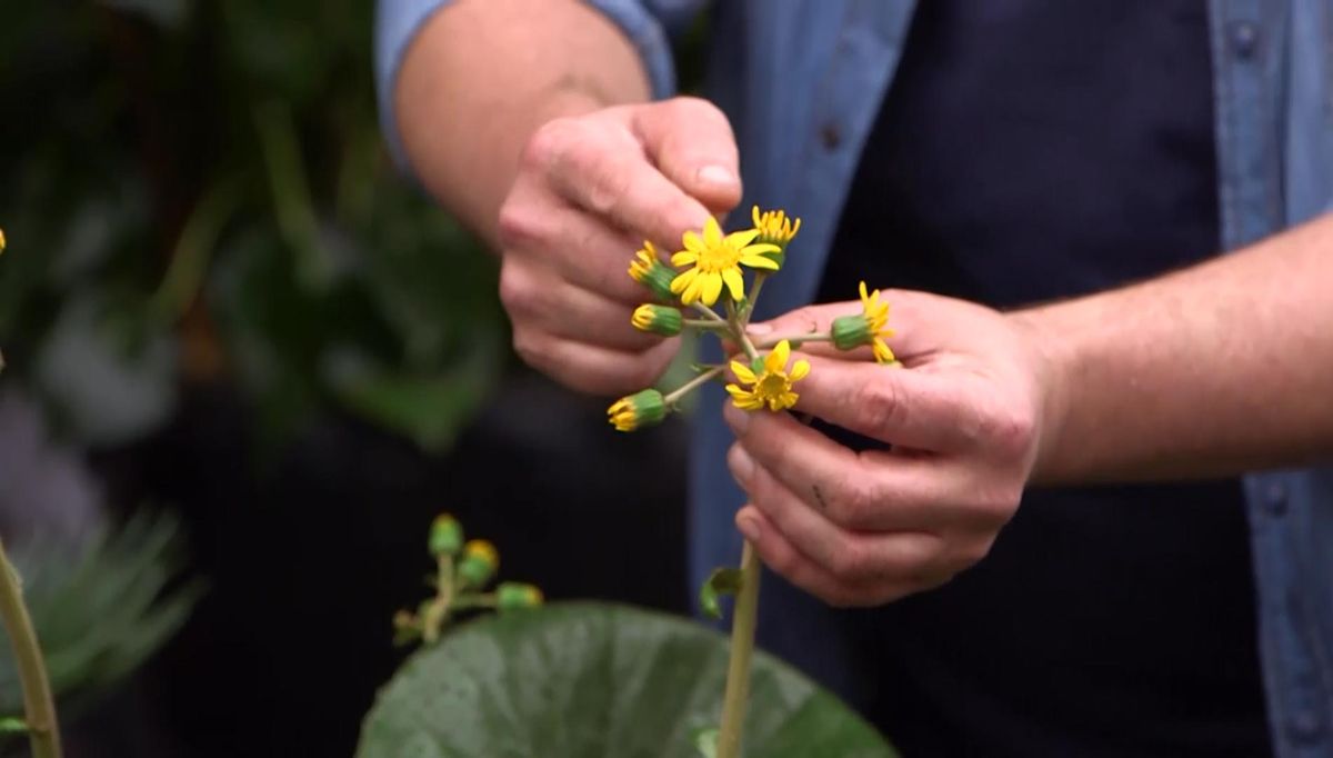 973 boina de vasco hoja amarilla
