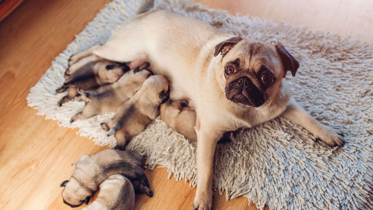 perra cachorros