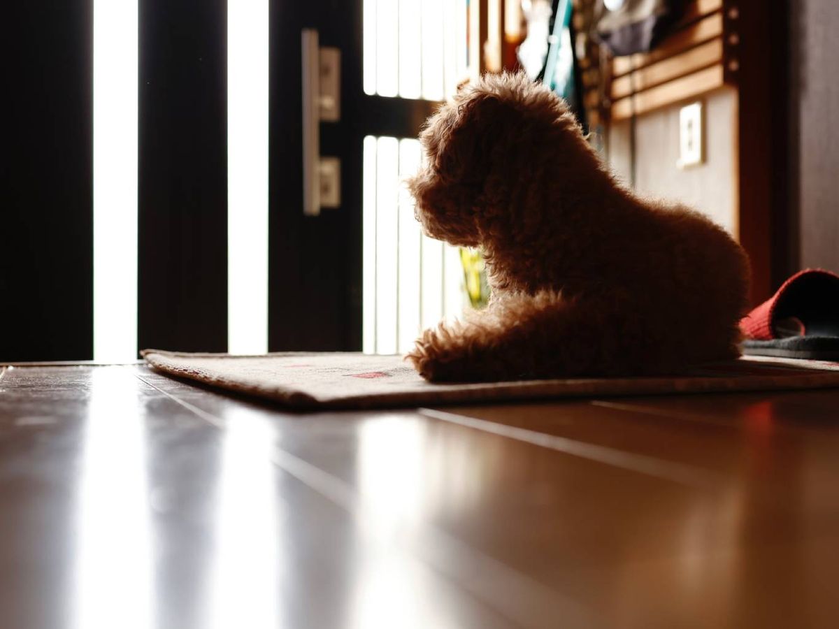 No todos los perros sufren la conocida ansiedad por separación.