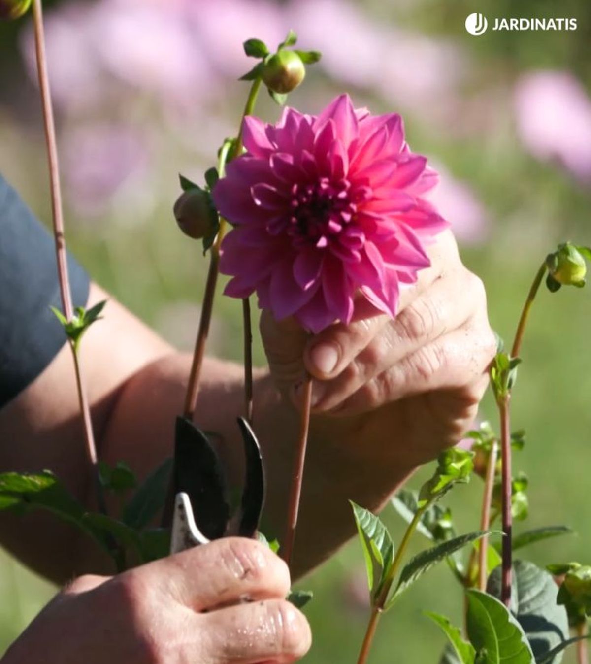 Flores de dalias rosas