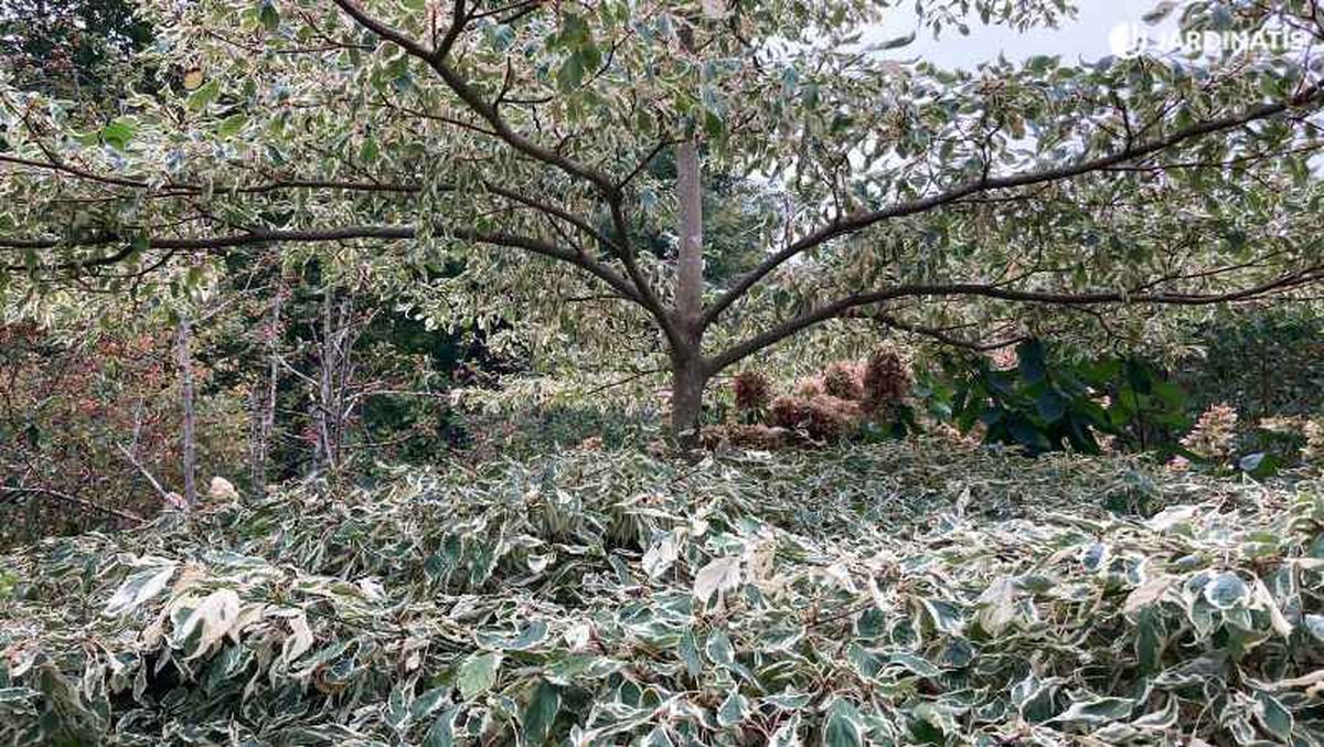 Crece de forma organizada en capas