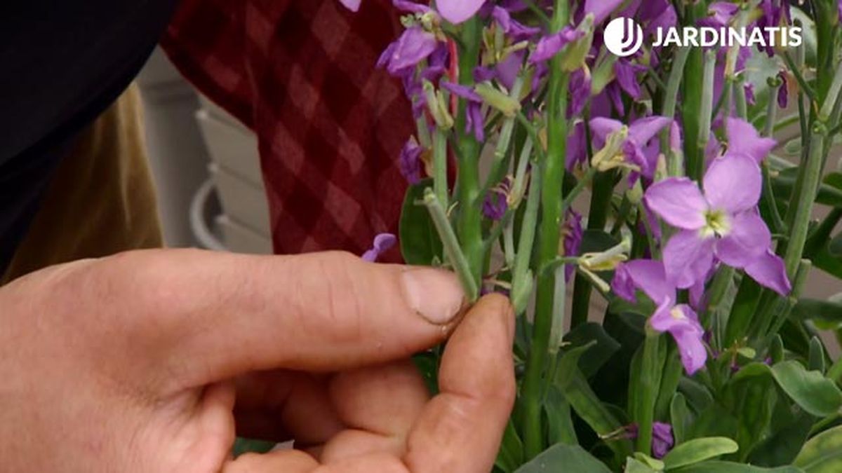 vainas semillas aleli planta finales invierno deco 423 jardin