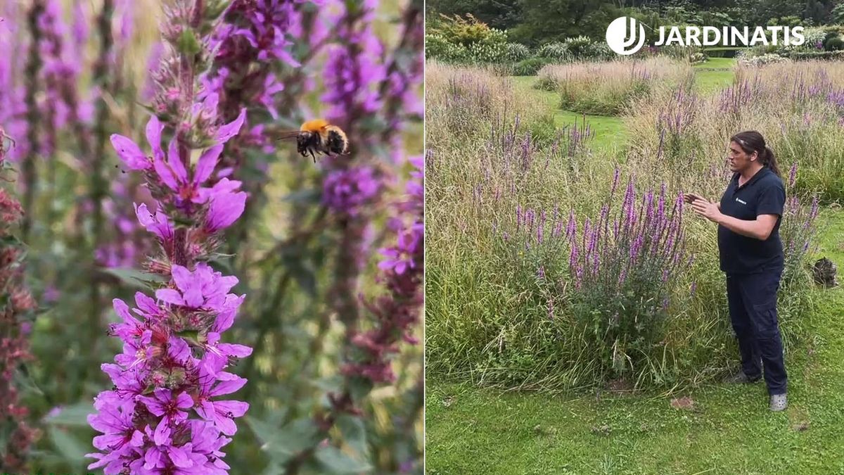 plantas para promover biodiversidad pradera xl