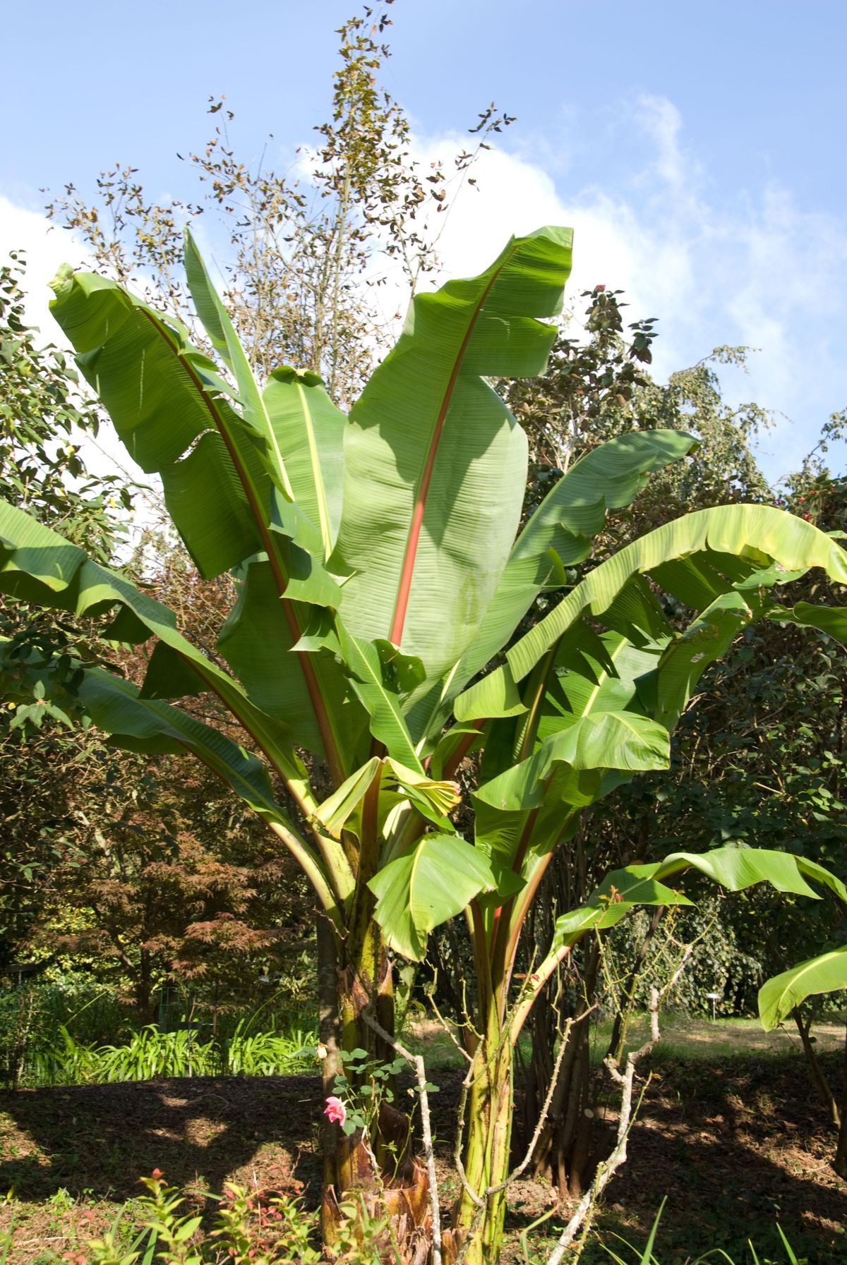 deco 269 plantas hojas grandes musa ensete 6