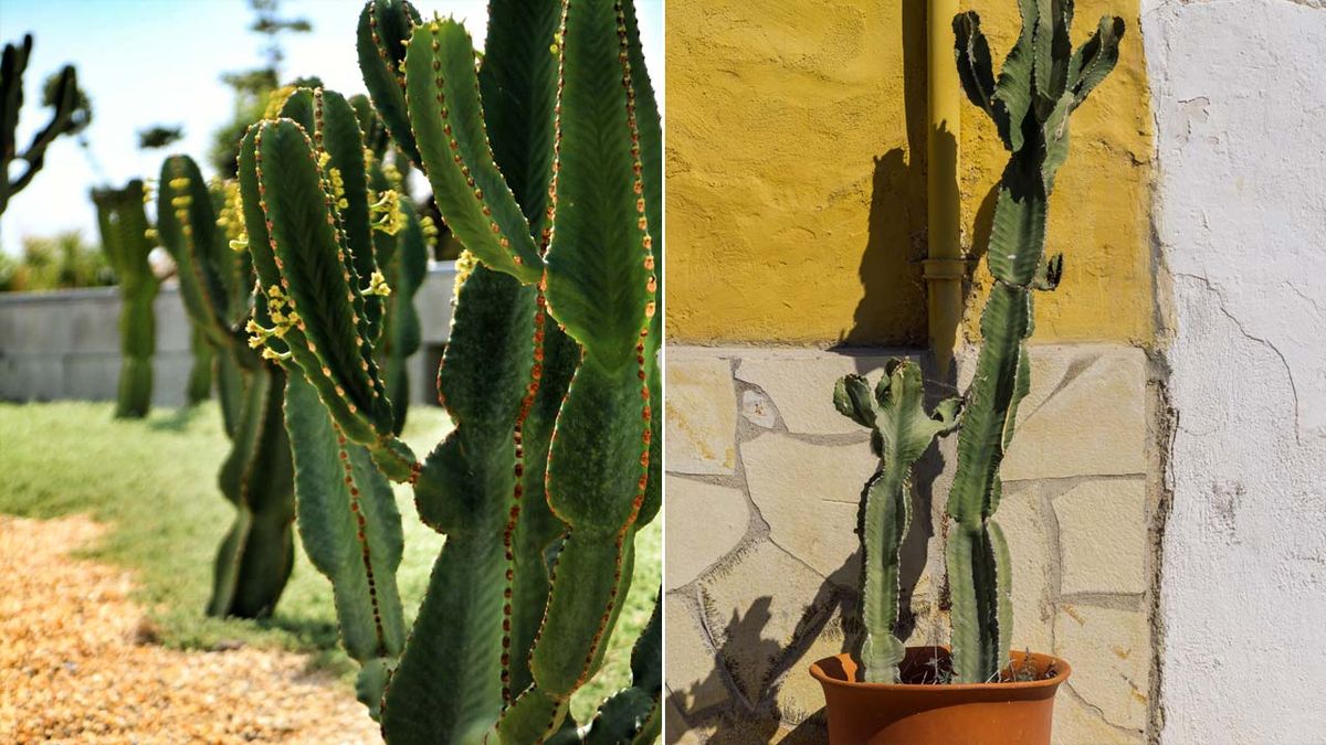 euphorbia ingens arbol candelabro caracteristicas