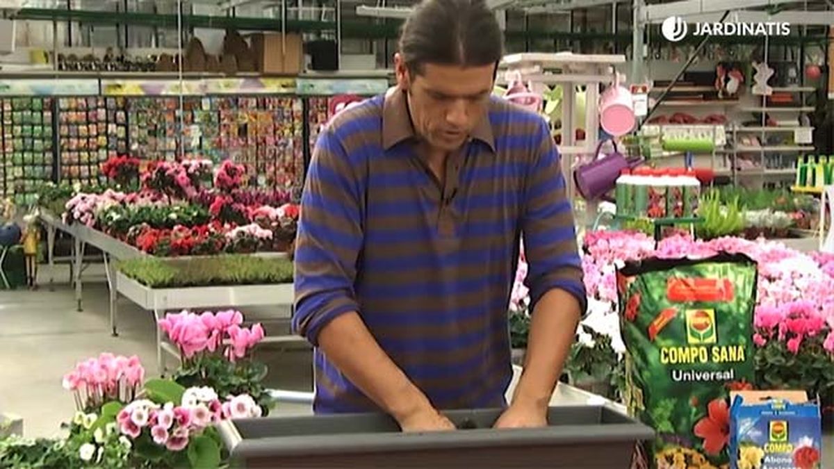 composicion flores plantas para balcon en otono abono deco411 jardin