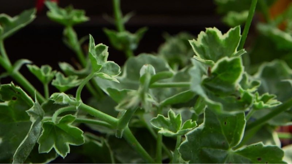 Hojas matizada del geranio gitanilla