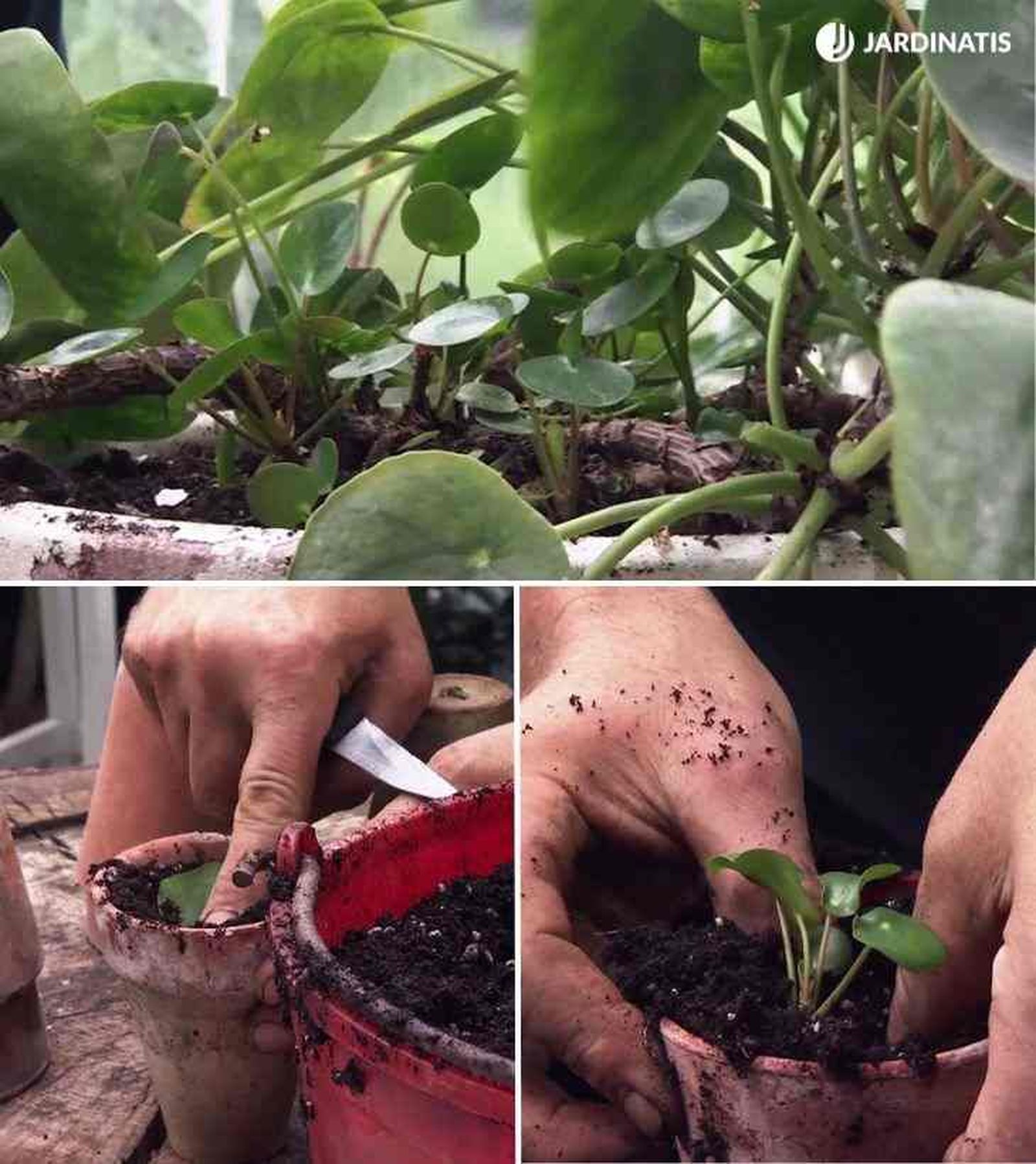 reproducir planta del dinero china pilea peperomioides brico 1035