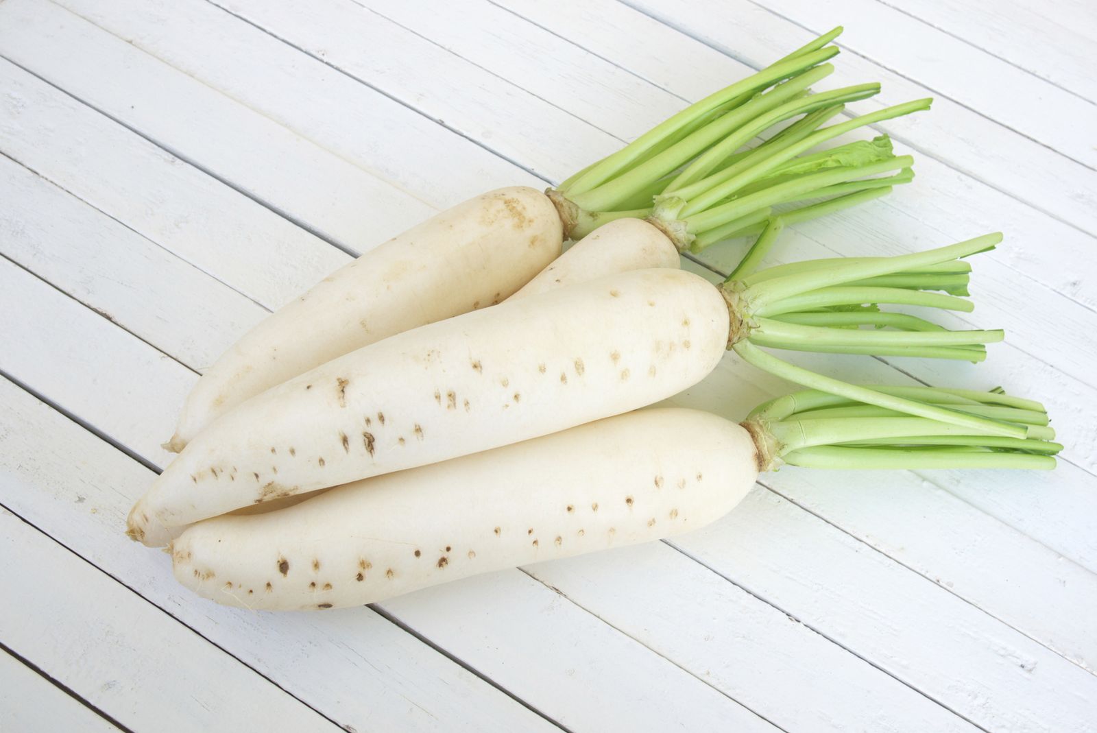nabo daikon o japones