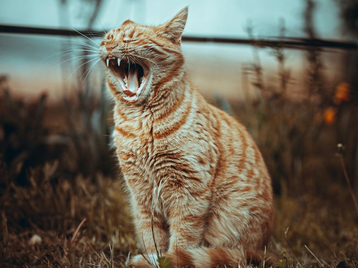 Un gato en el jardín