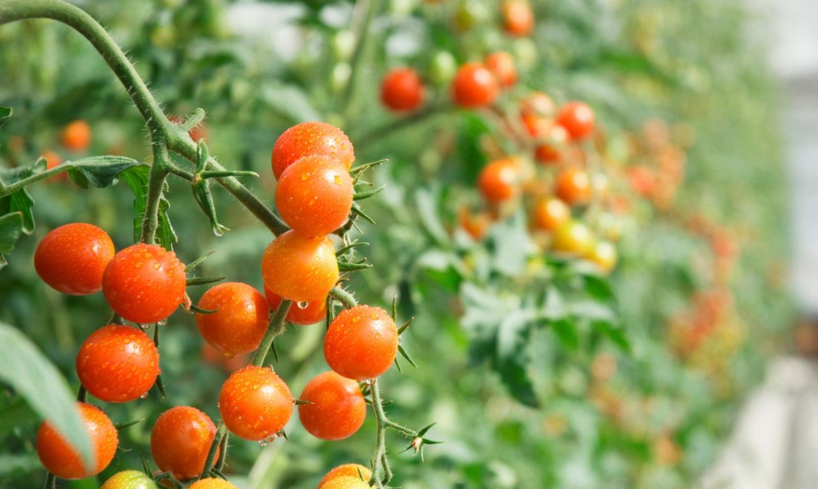 Cada vez más personas cultivan sus propios tomates cherry
