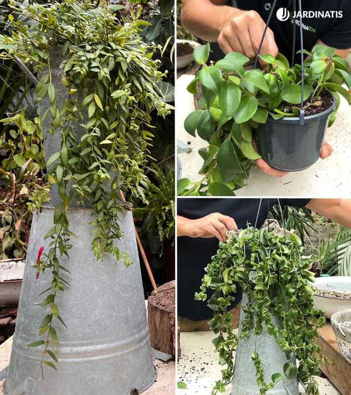 especies de aeschynanthus lipsctick jardinatis 54