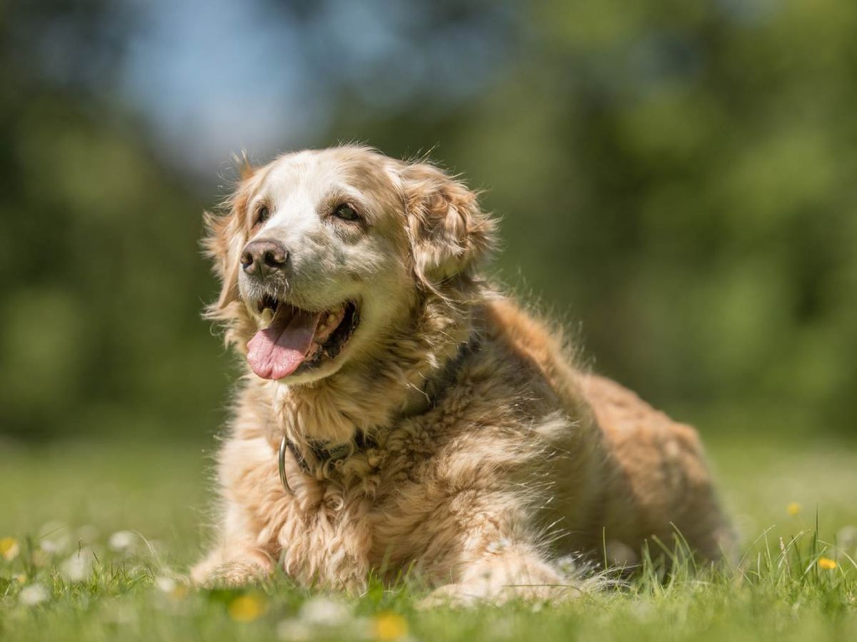 Perro mayor en un parque