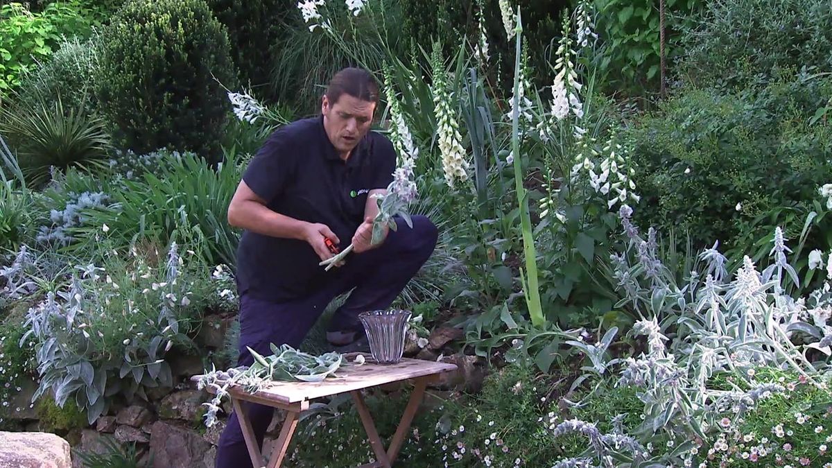 deco 774 jardin stachys lanata byzantina en jarron