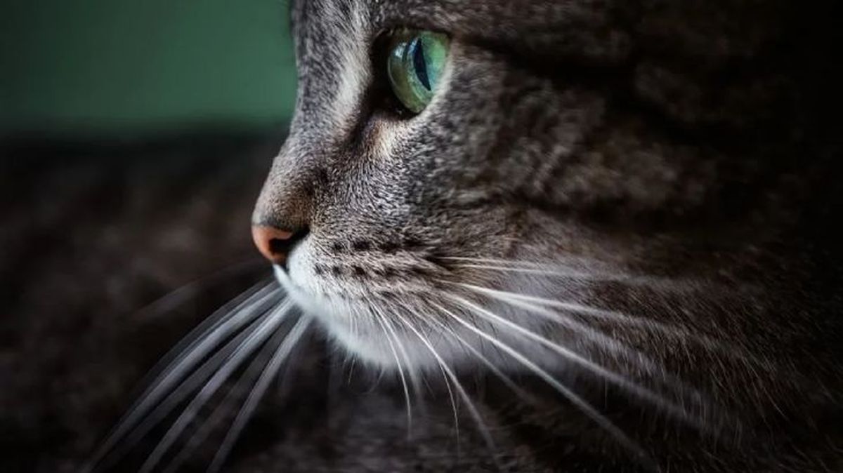 que pasa si le cortas los bigotes a un gato 1