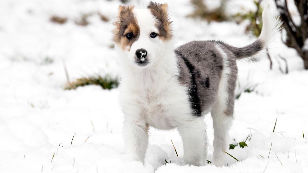 patitas perros nieve 1