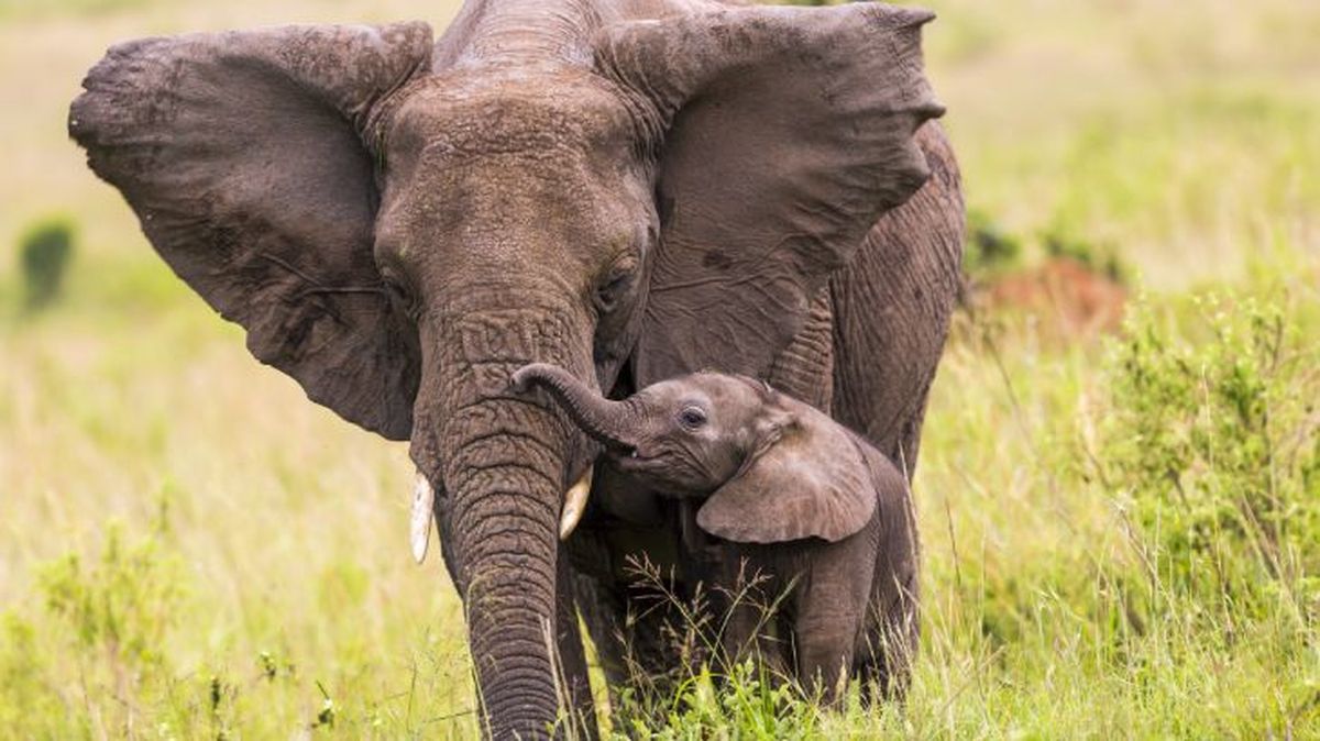 animales y la muerte 6