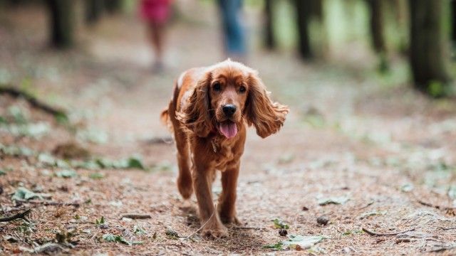 cocker spaniel 3