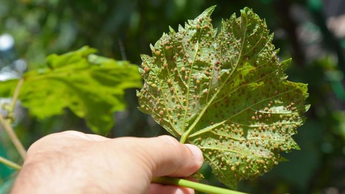 sintomas de plaga filoxera