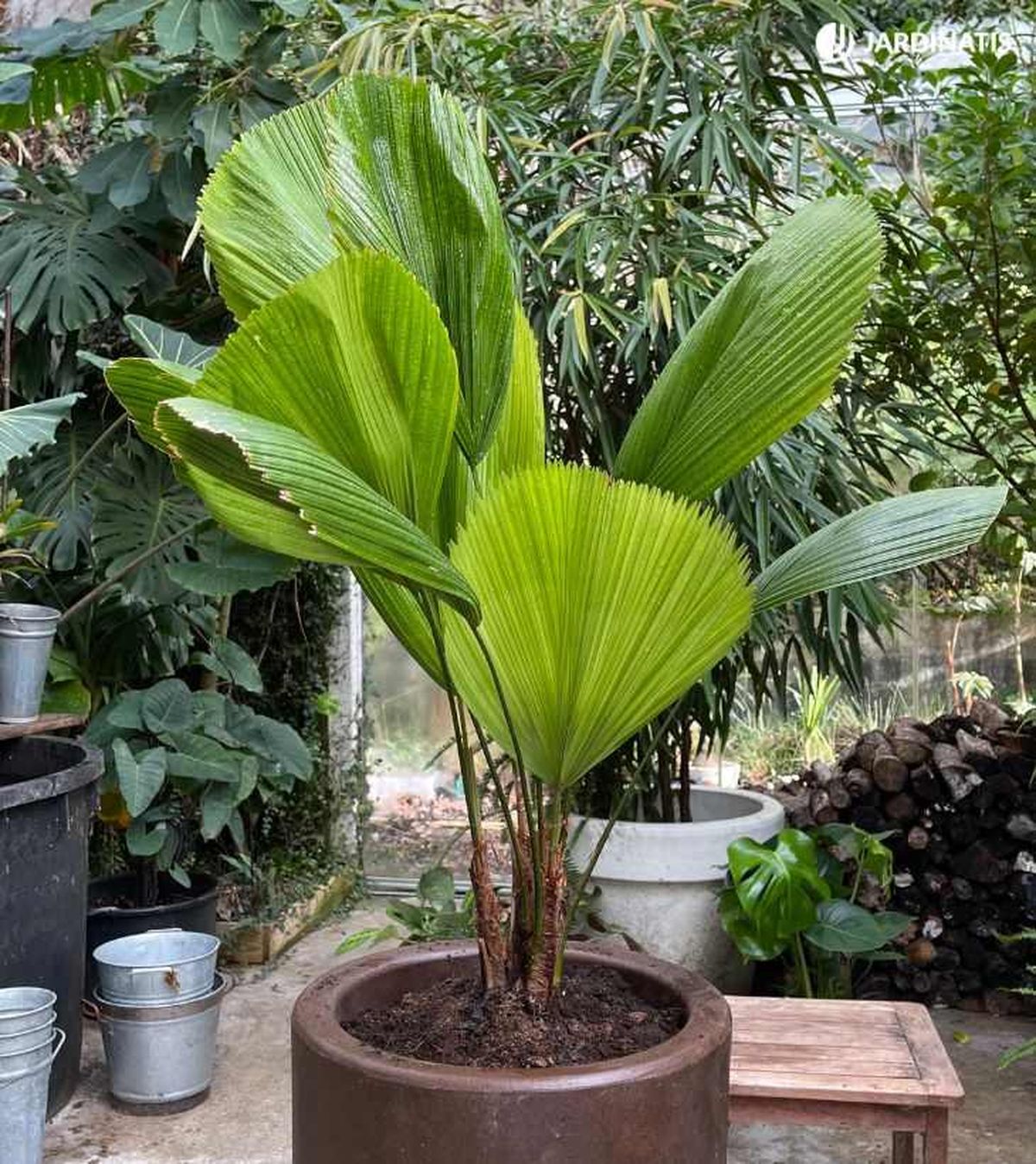 Palmera Licuala grandis en maceta