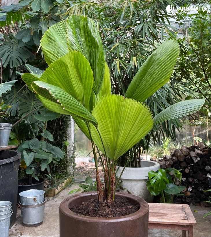 Palmera Licuala grandis en maceta