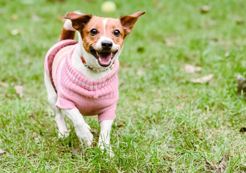 Diseña prendas cómodas, funcionales y personalizas para tu perro.