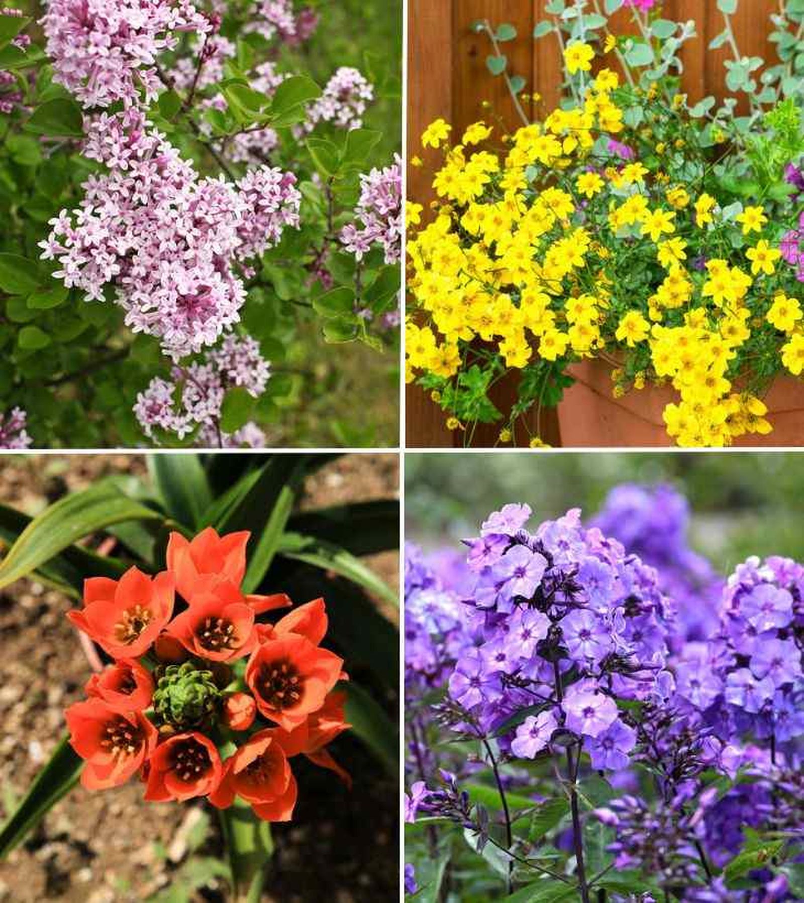 plantas de verano jardin 1