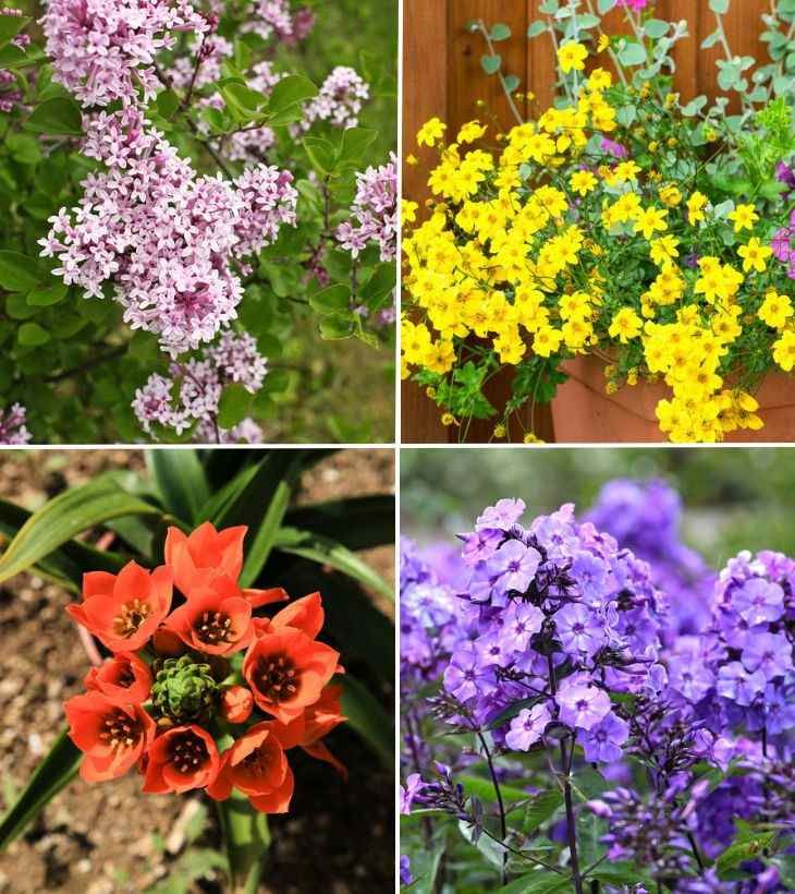 plantas de verano jardin 1