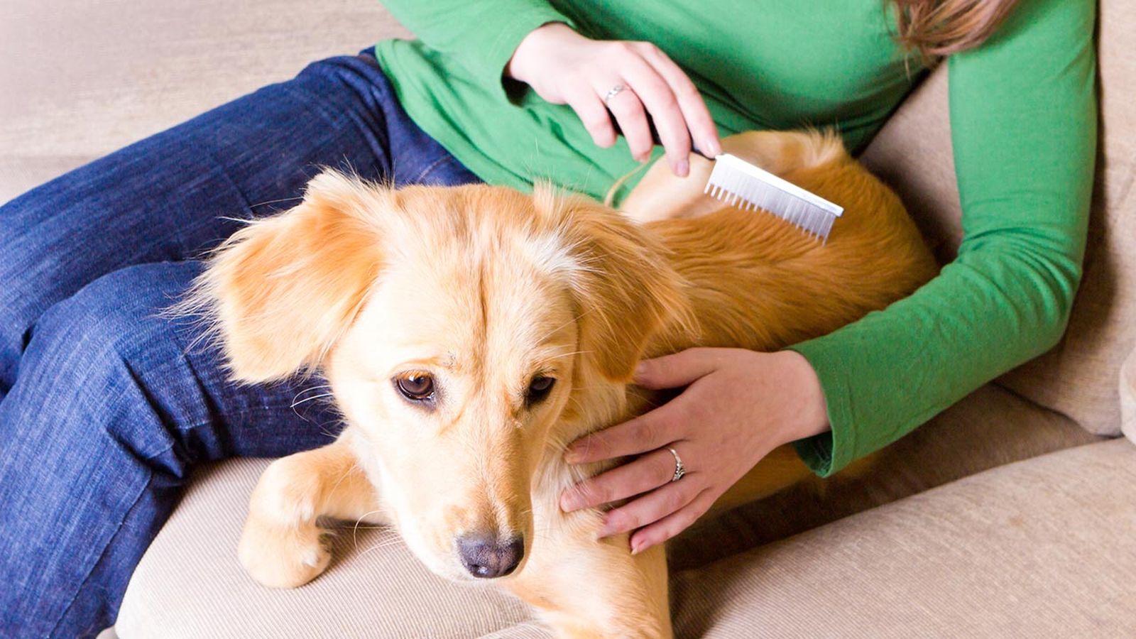 consejos piel perro invierno 3