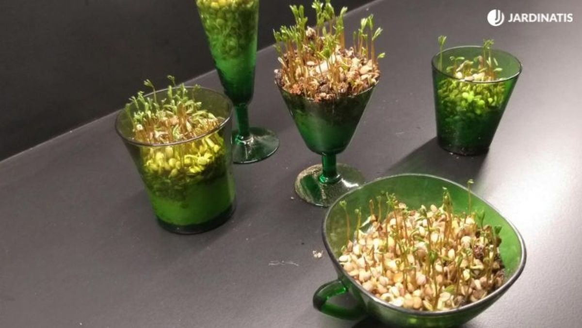 Germinados de lentejas en papel higiénico