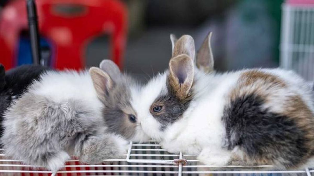 jaulas para conejos 6 (1)