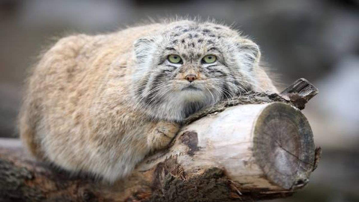 gato de mallas tumbado