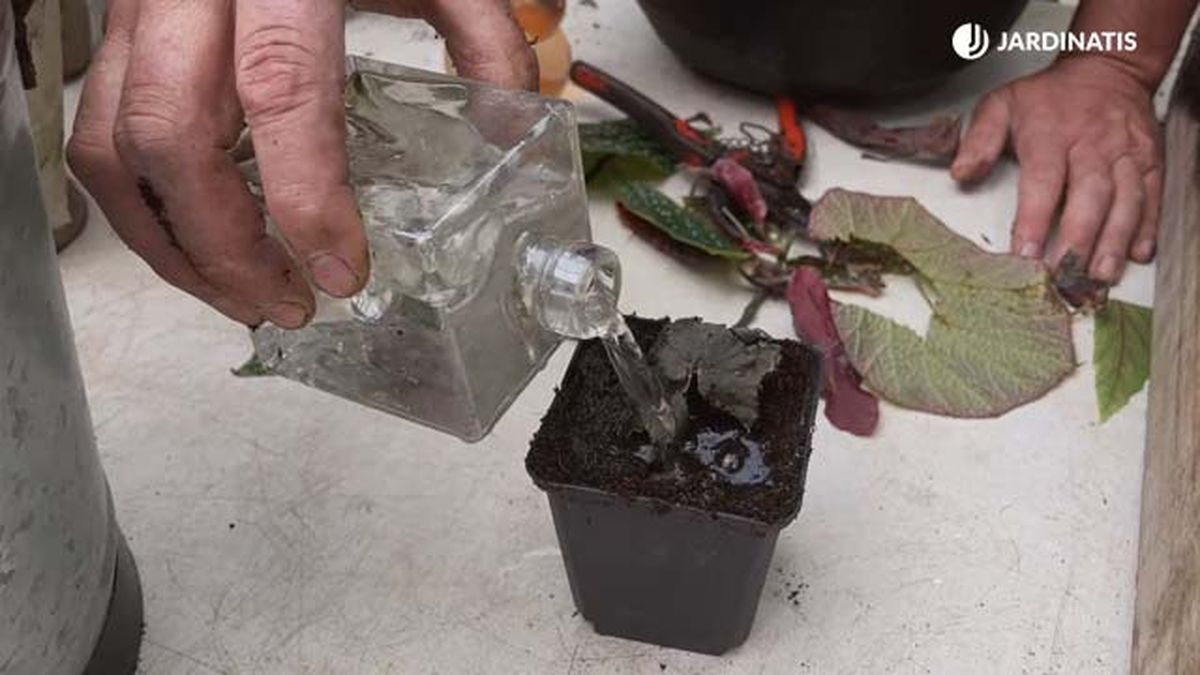 como trasplantar esquejes de begonias a la tierra jardinatis