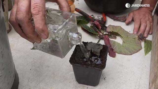 como trasplantar esquejes de begonias a la tierra jardinatis