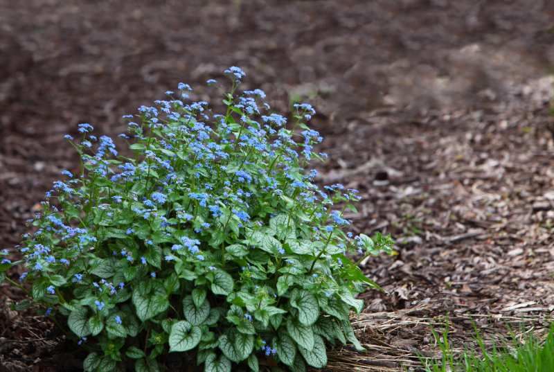 Brunnera macrophylla