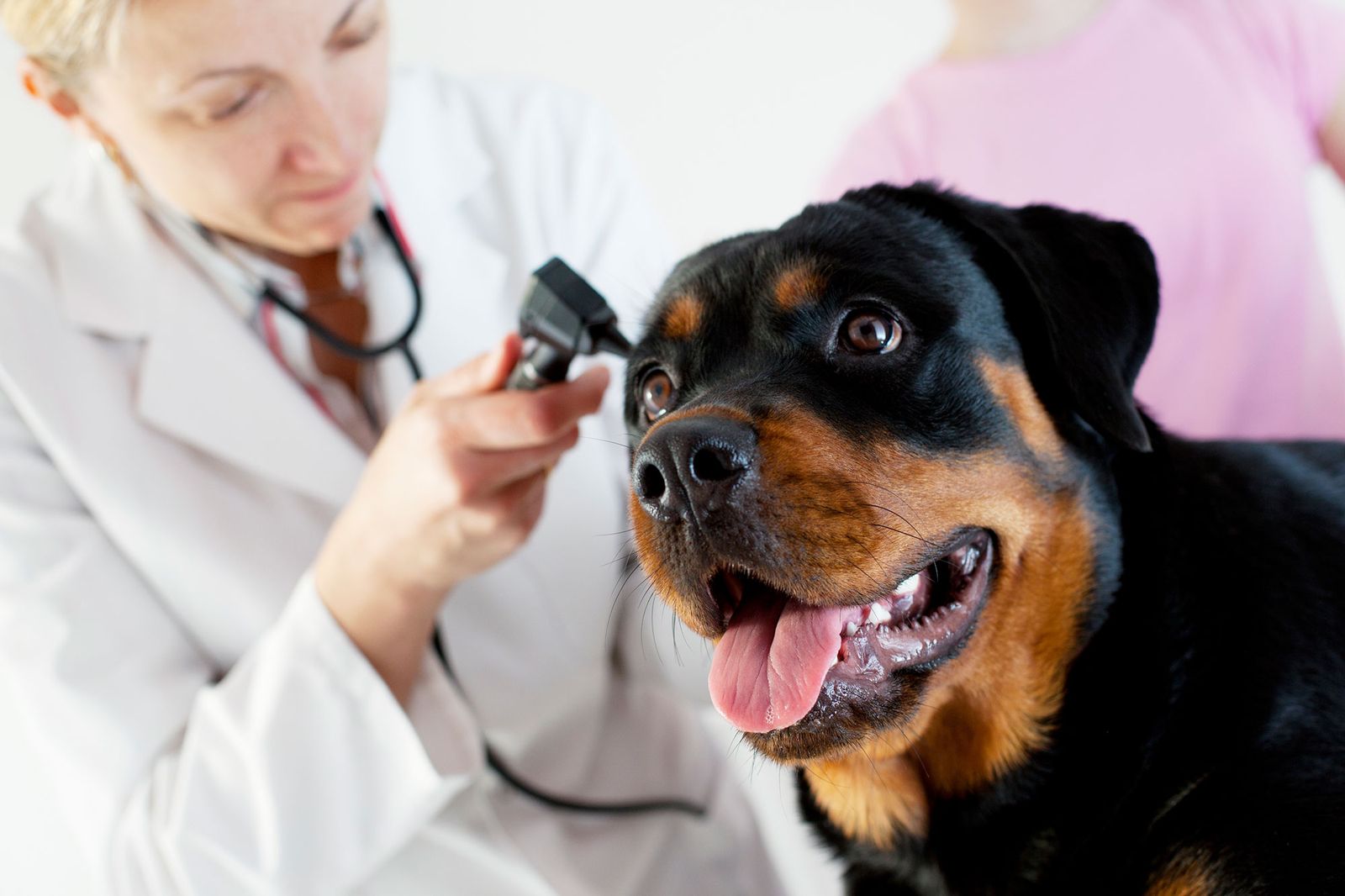 perros potencialmente peligrosos microchip vacunas