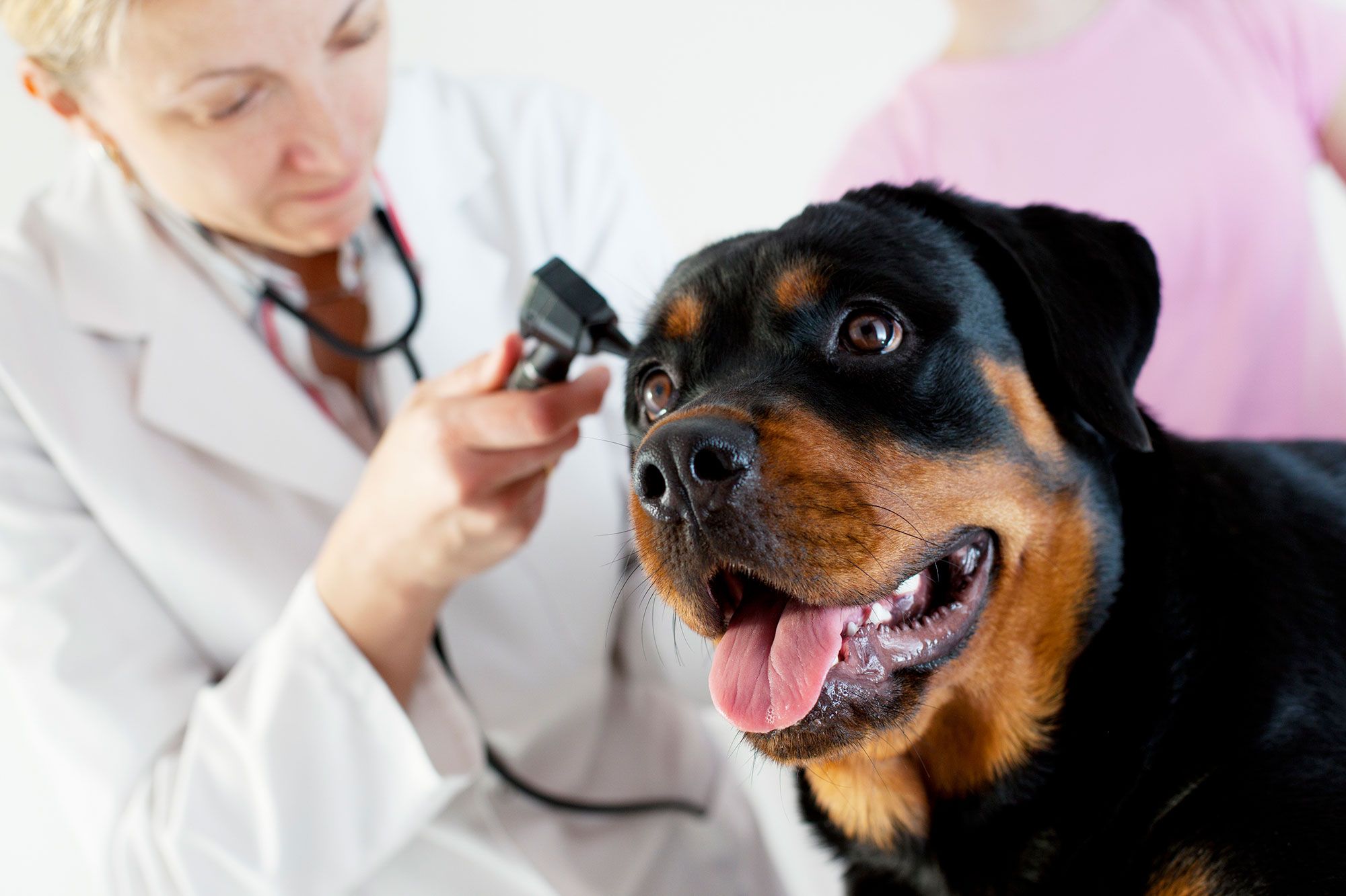 perros potencialmente peligrosos microchip vacunas