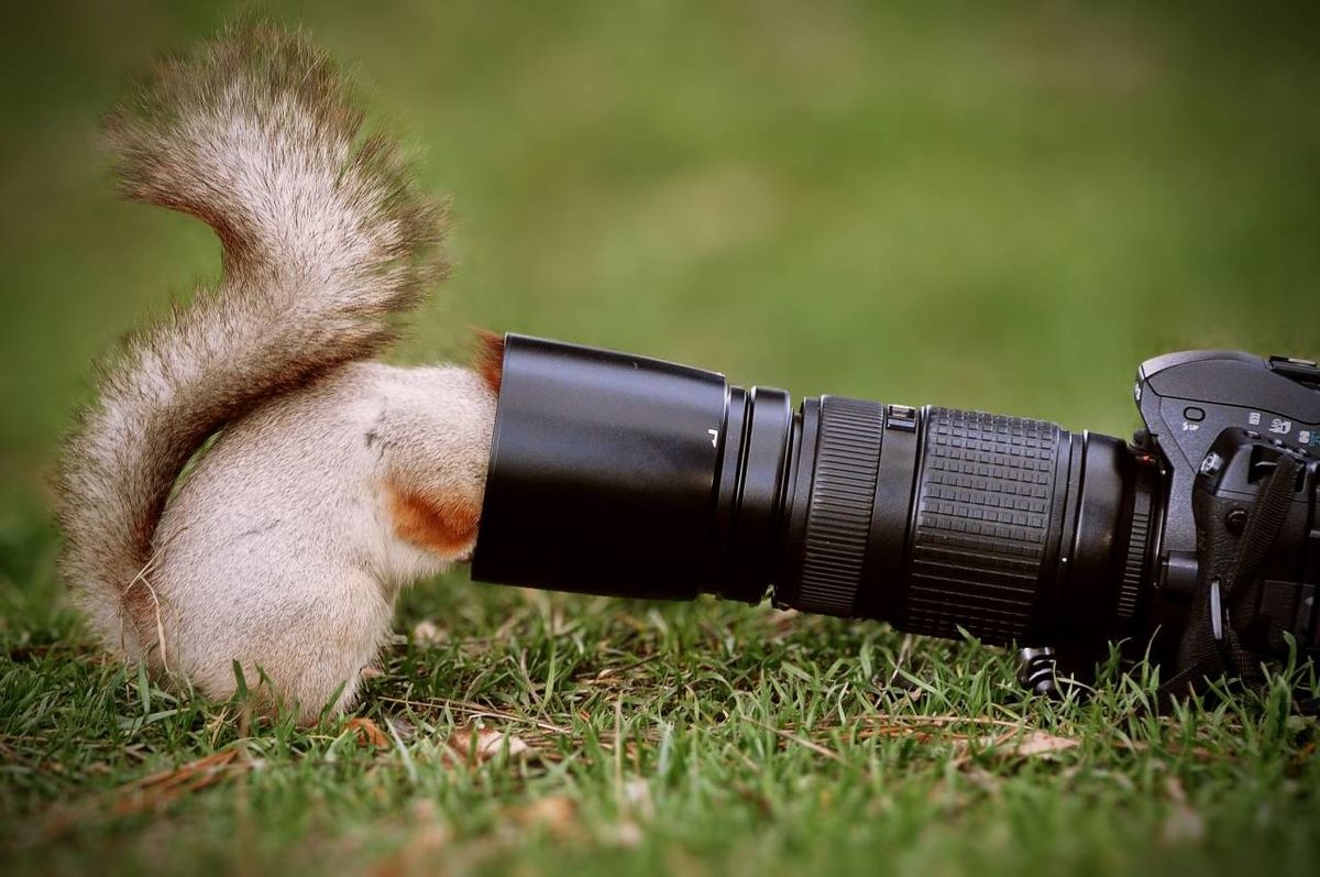 Ganadores World Nature Photography 2025.