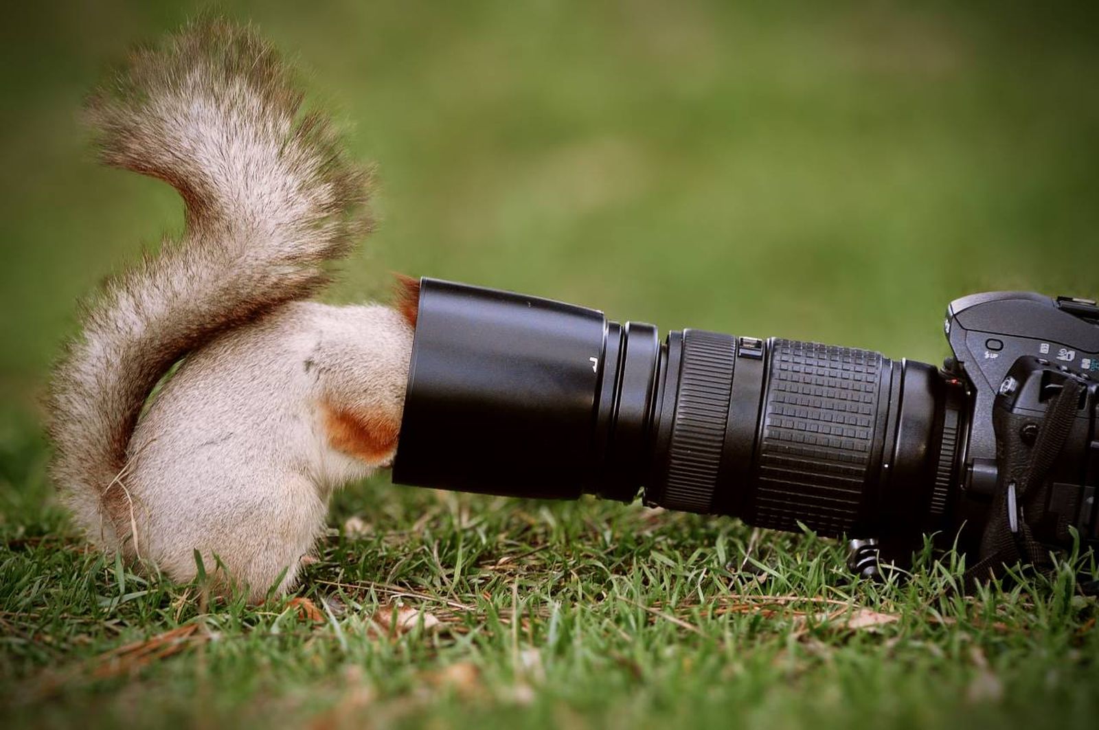 Ganadores World Nature Photography 2025.