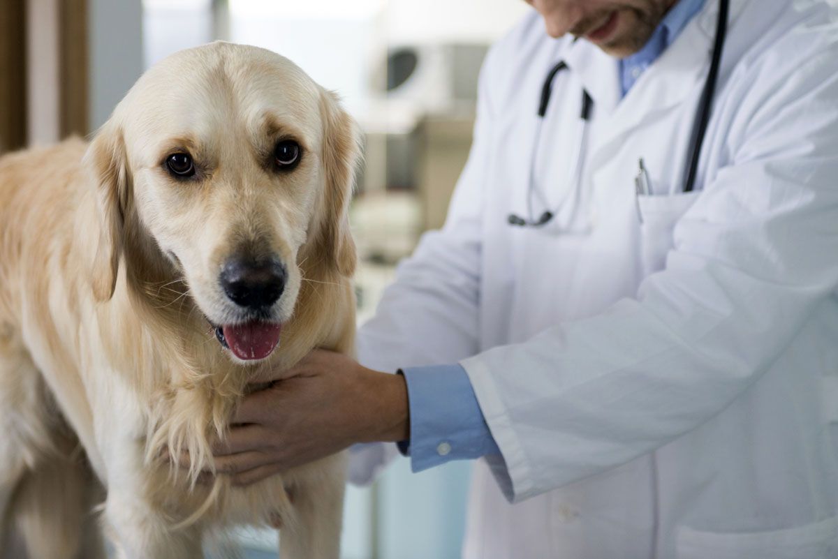 revision veterinaria perro xl