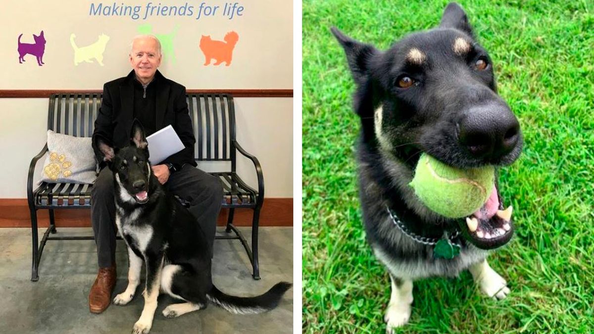 perros presidente biden 4