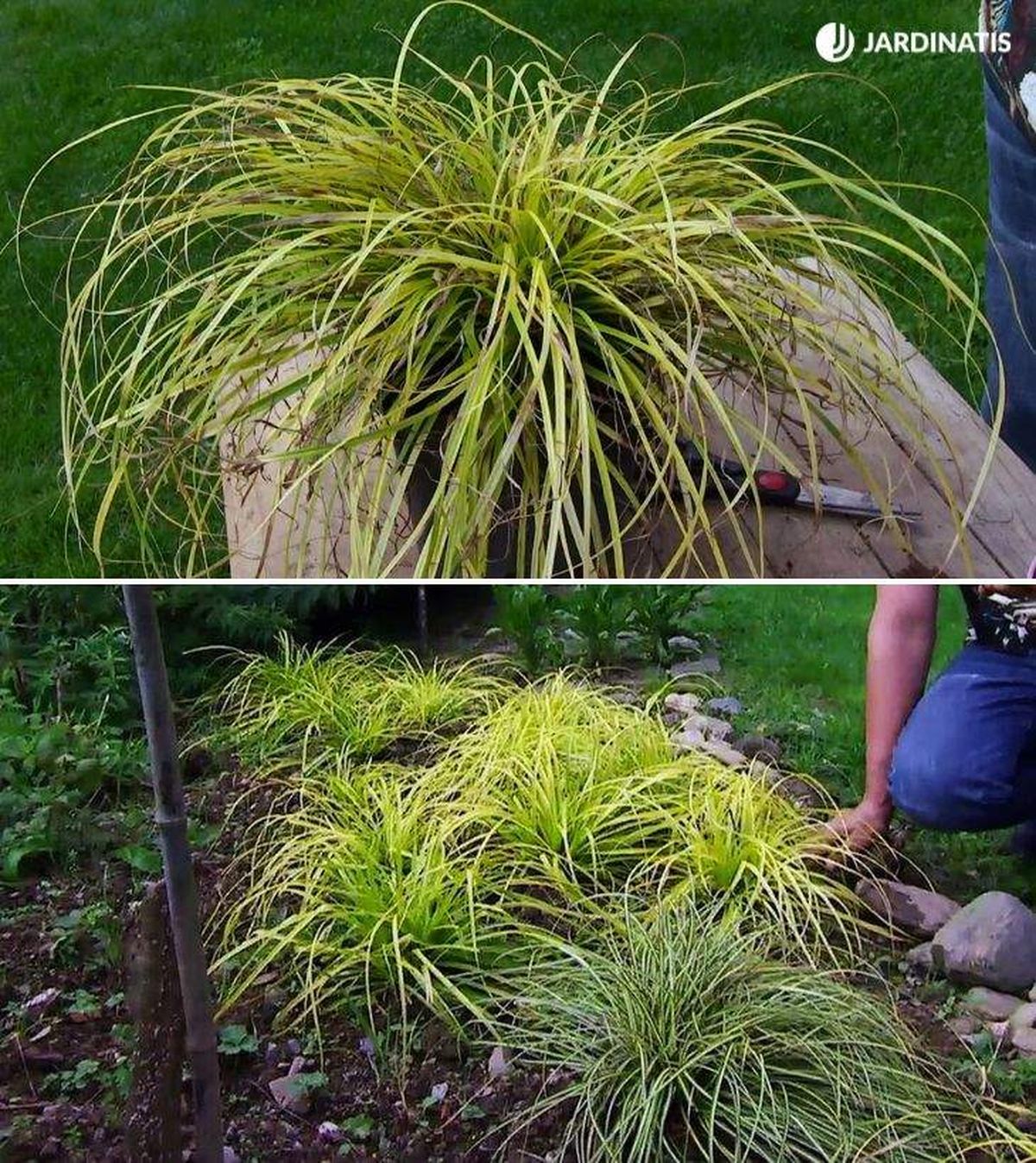 carex everillo deco 633