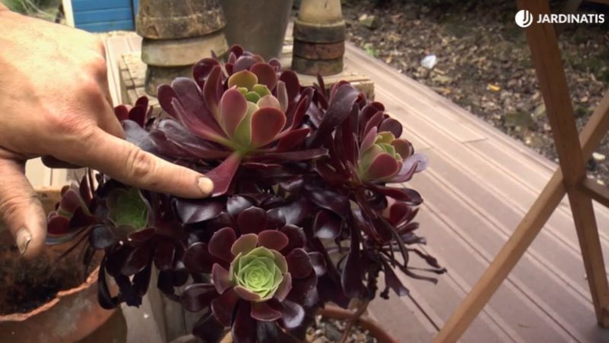 Cuanto más sol directo, más intenta será la coloración